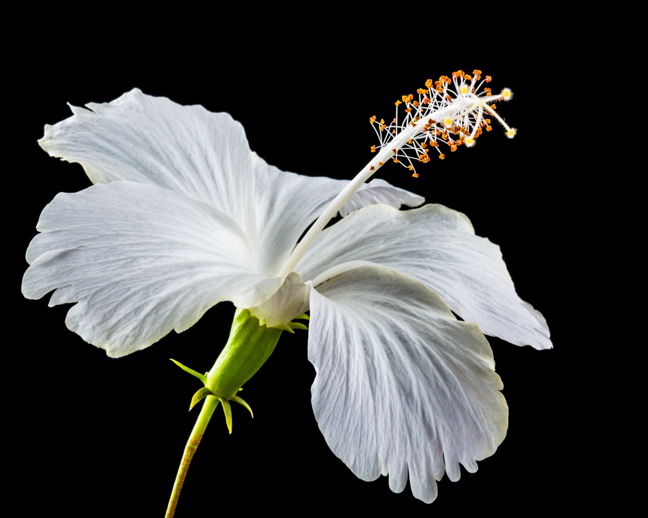 Нежный белый цветок гибискуса на черном фоне