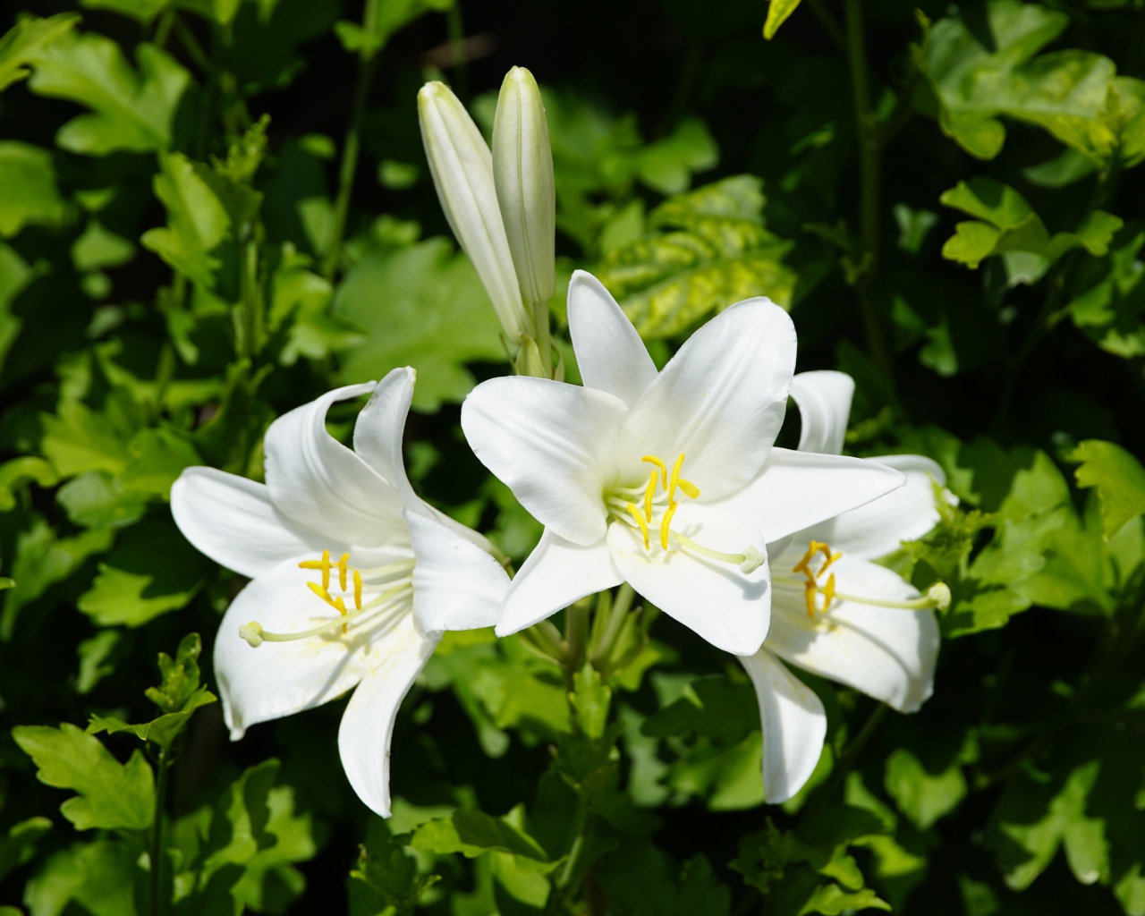 Нежные белые лилии с бутонами на клумбе 