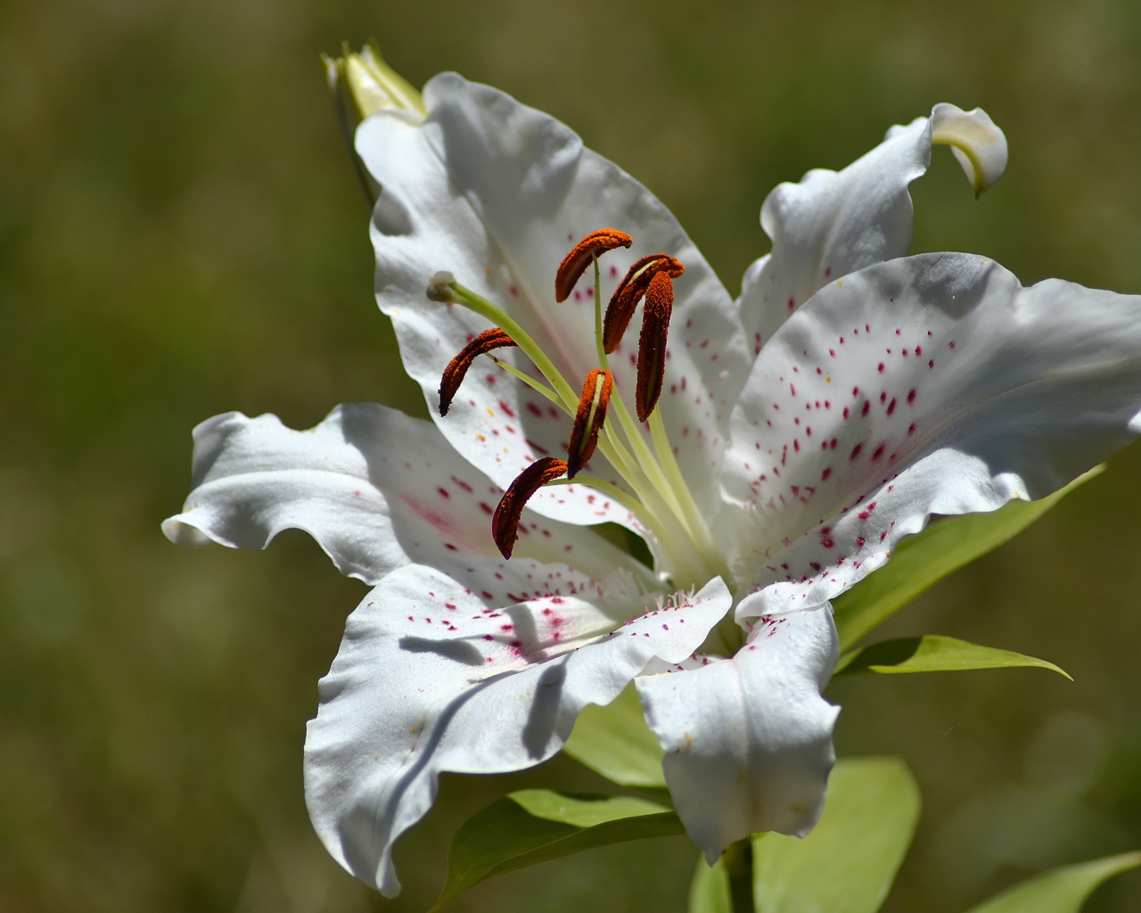 Нежный белый цветок лилии крупным планом