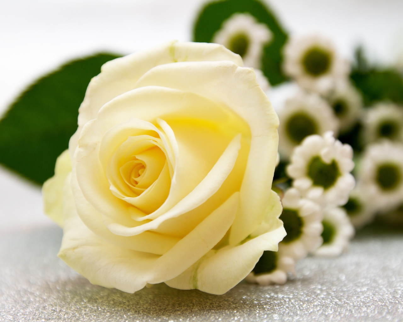 Нежная белая роза лежит на столе с ромашками