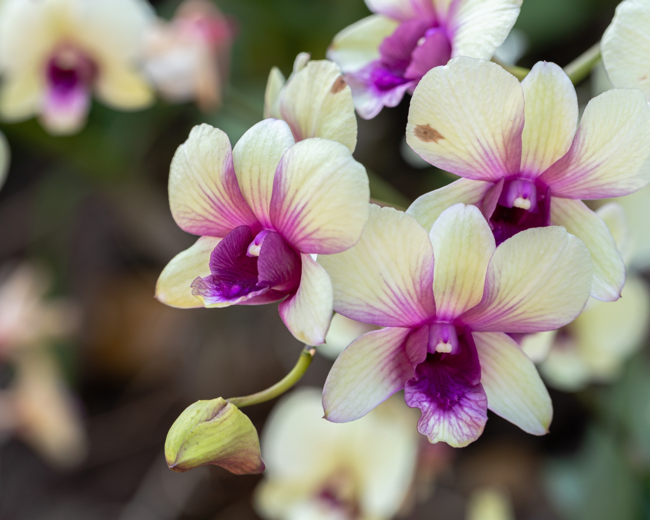 Нежные белые с розовым цветы орхидеи