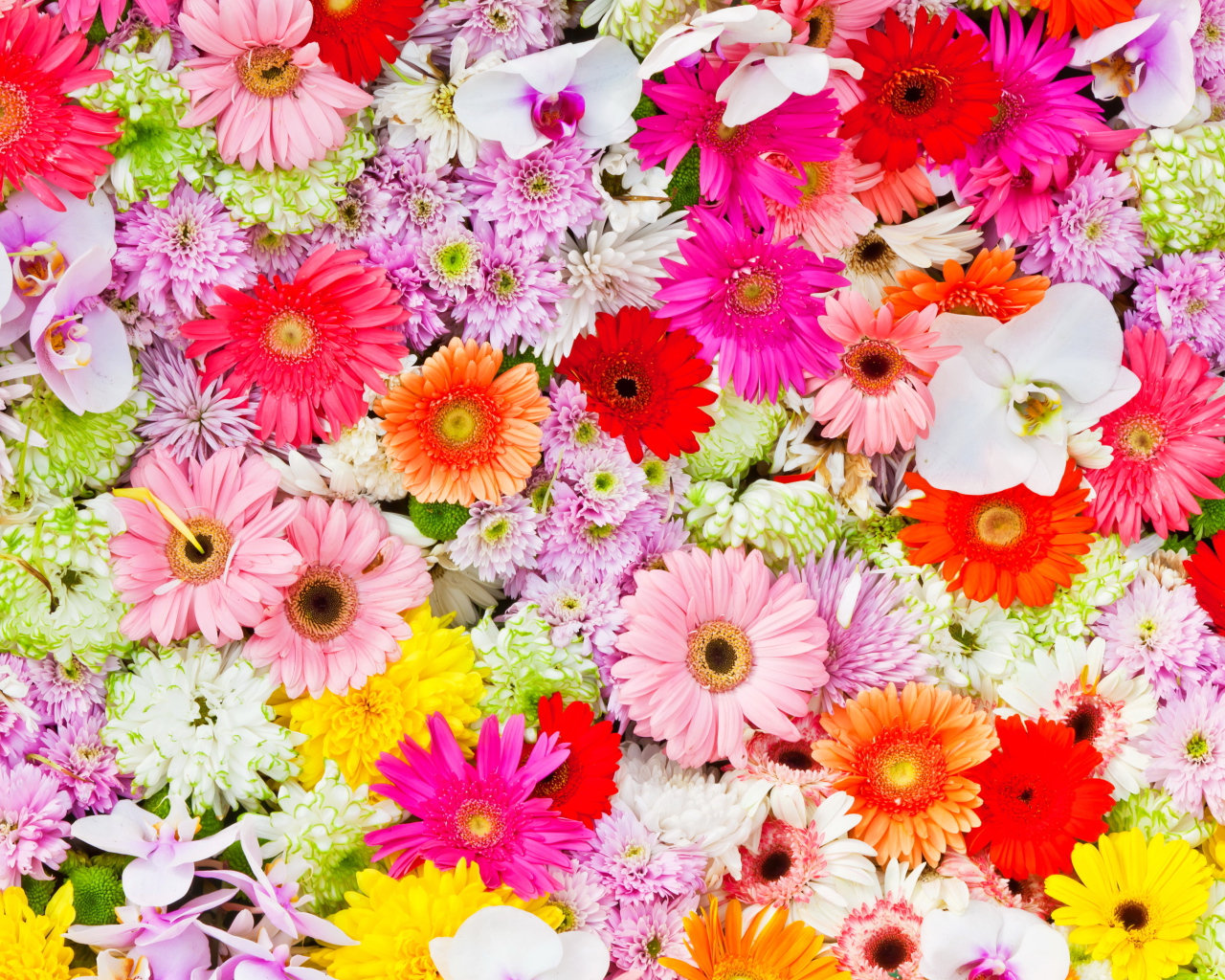 Разные разноцветные цветы крупным планом