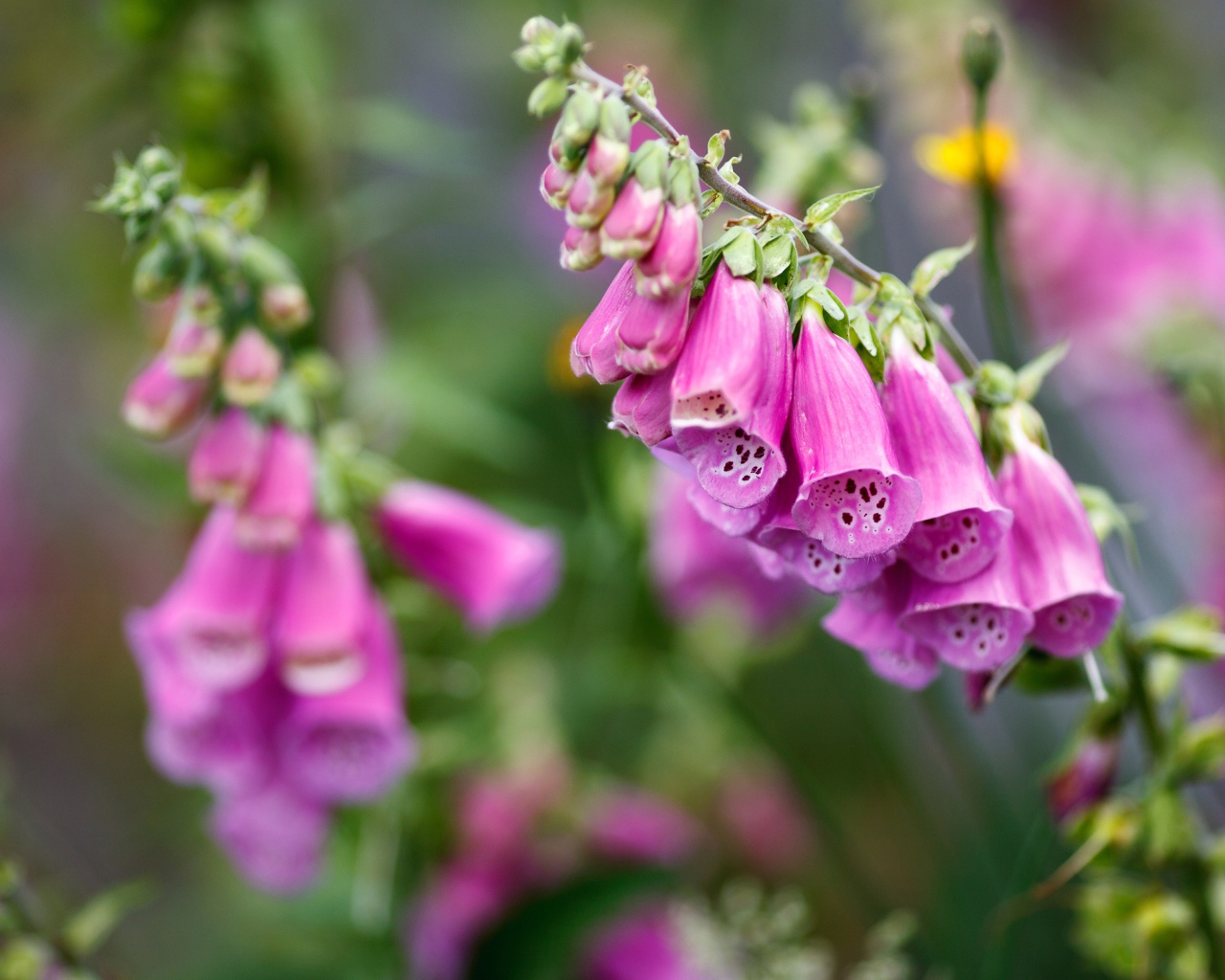 Розовые цветы наперстянка крупным планом  на клумбе