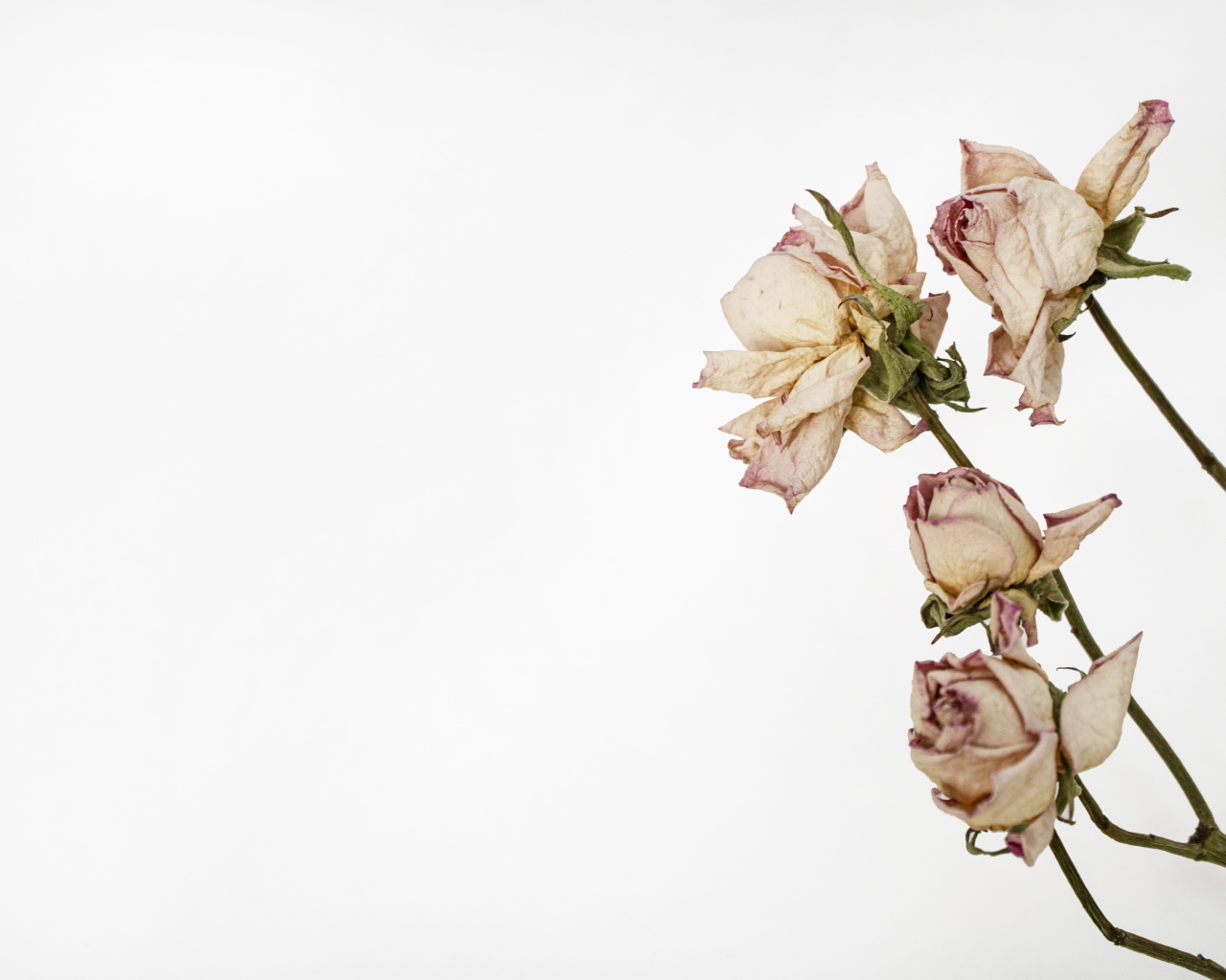 Засохшие розовые розы на белом фоне