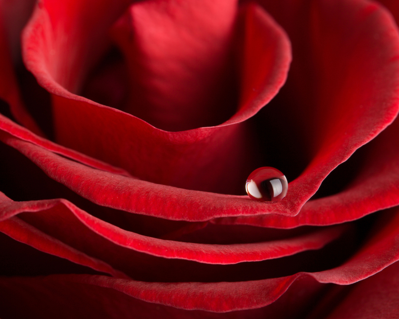 Капля росы на лепестке красной розы