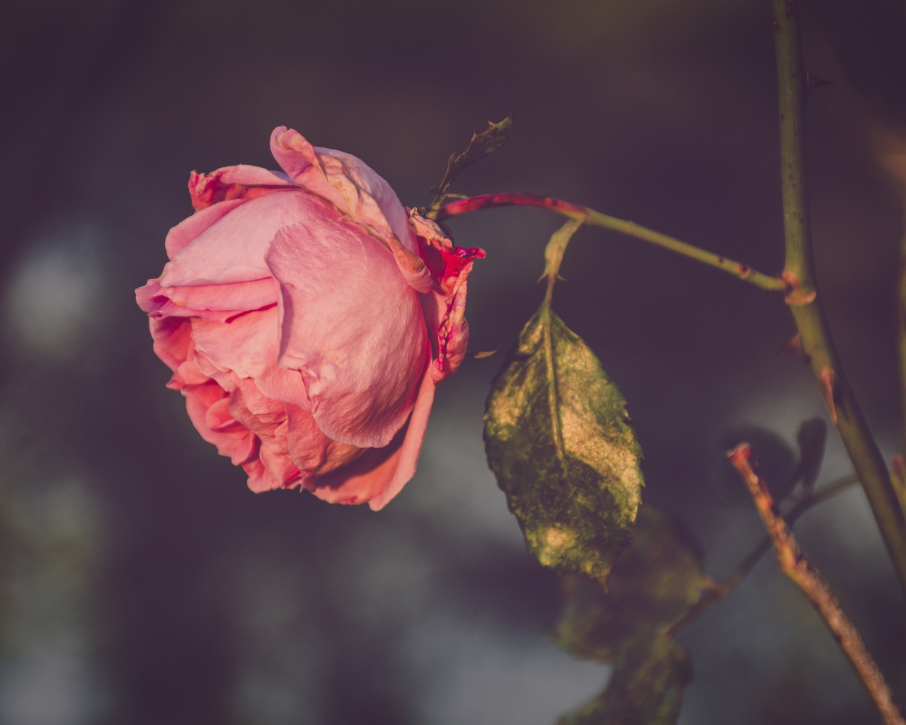Сухая розовая роза на ветке 