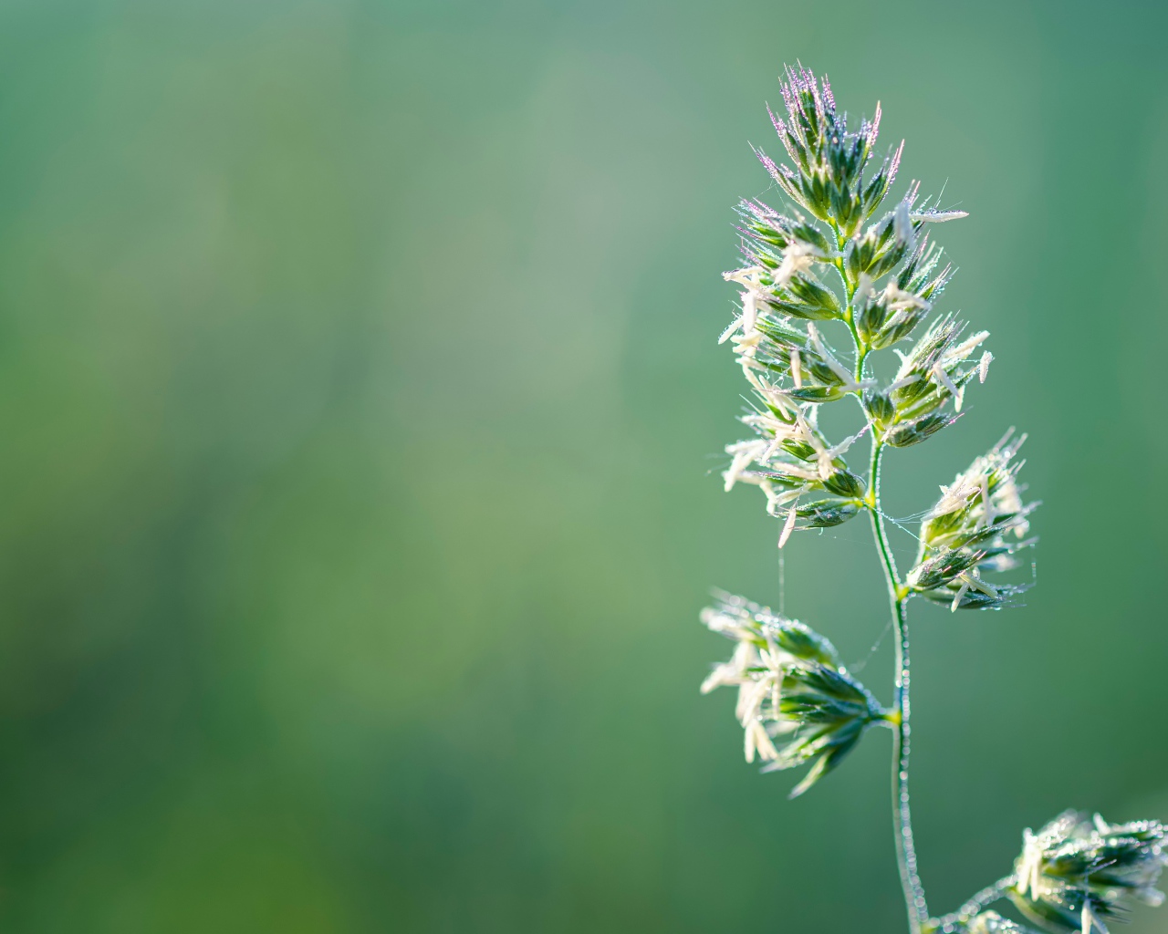 Полевое растение на зеленом фоне