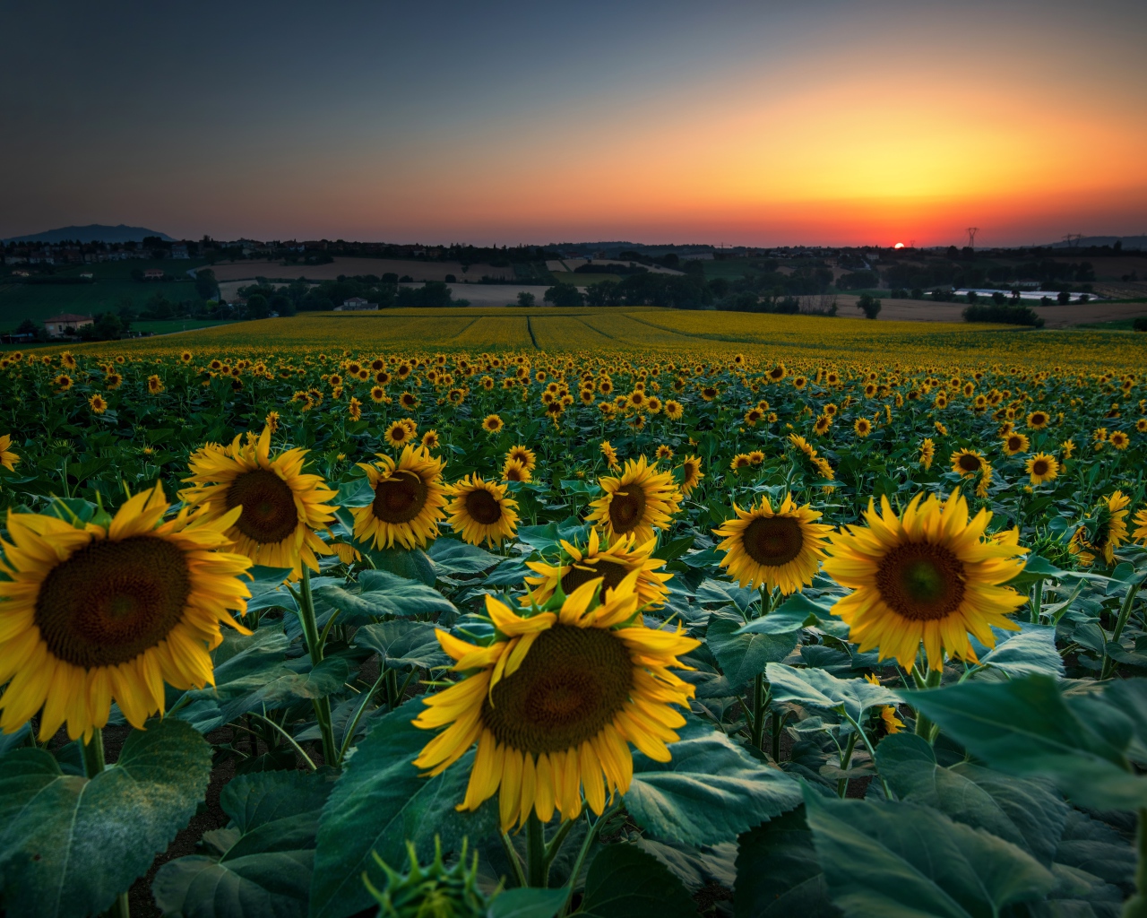 Поле с цветущими подсолнухами на закате солнца 