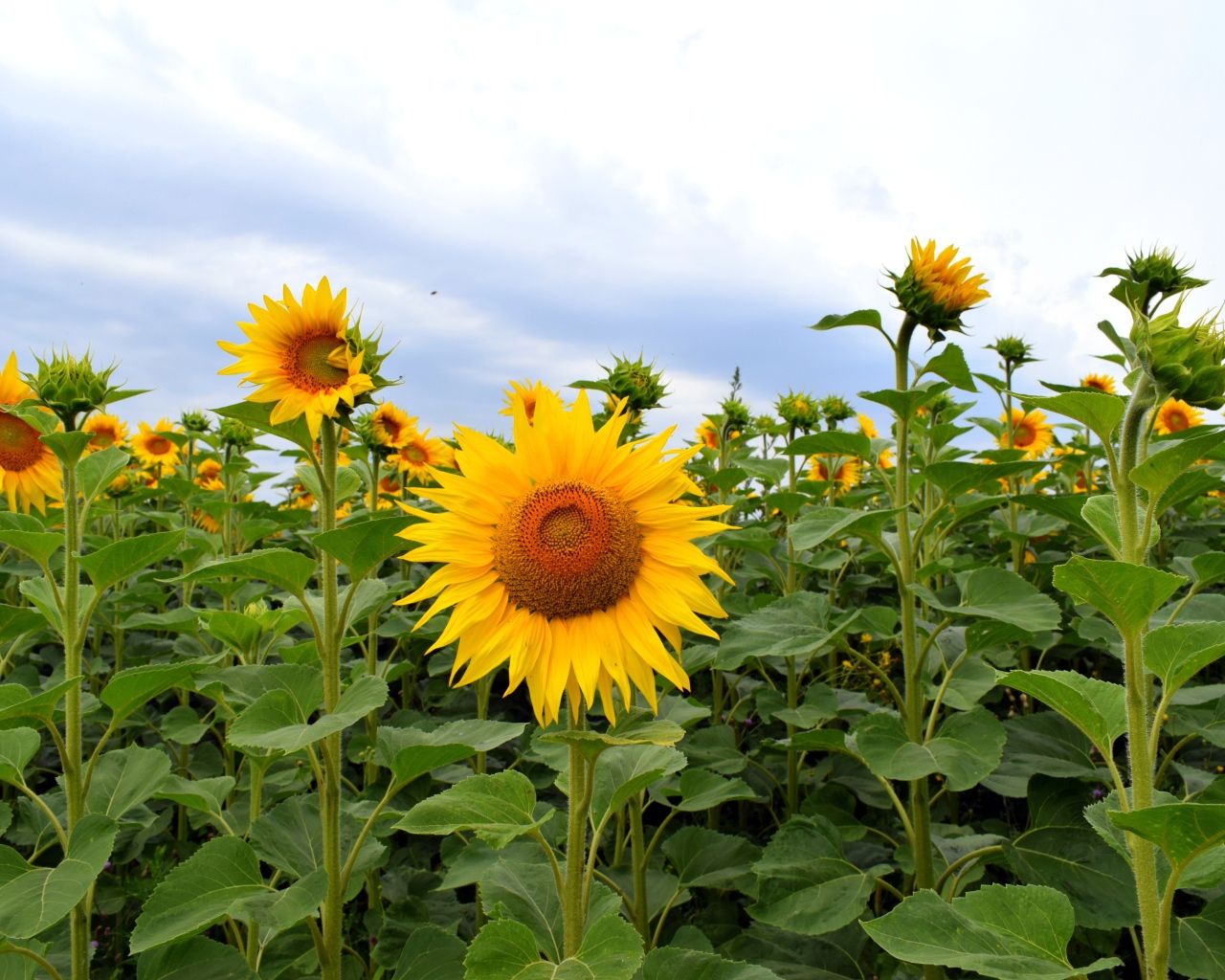 Поле с высокими цветущими подсолнухами