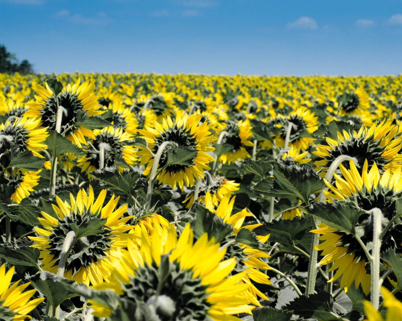 Поле с желтыми подсолнухами под голубым небом