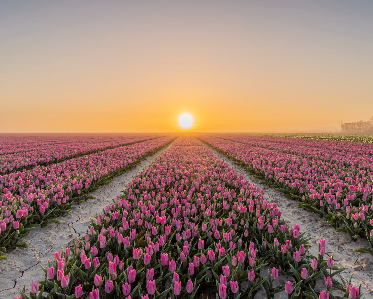 Поля с розовыми тюльпанами на фоне заката 