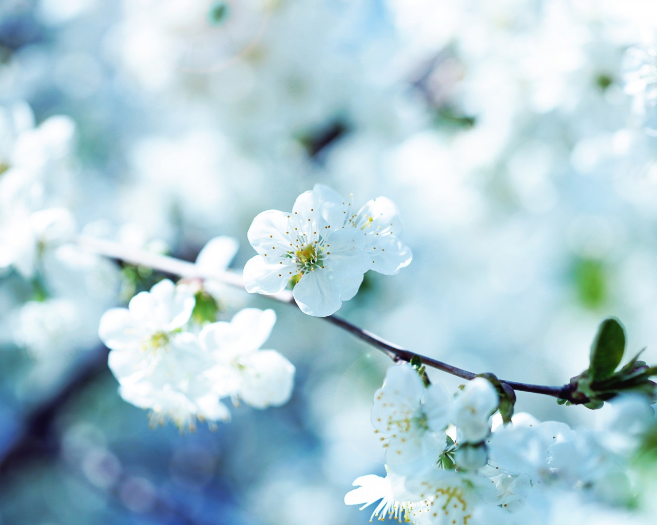 Цветущая ветка вишни в лучах солнца