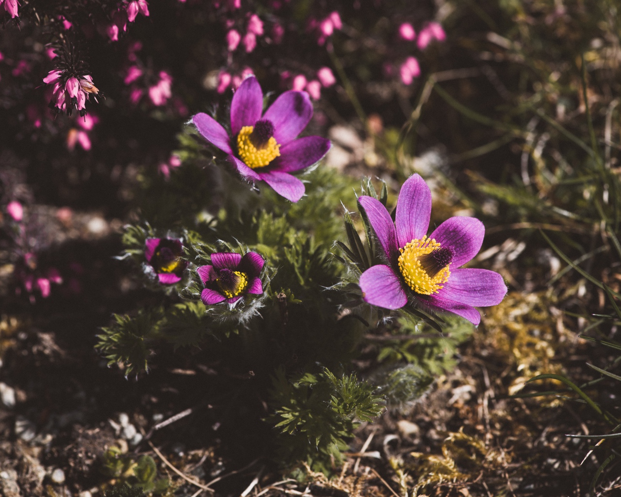 Цветы прострел луговой на поле  