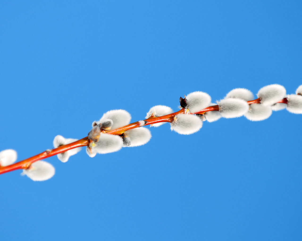 Пушистая ветка вербы на голубом фоне