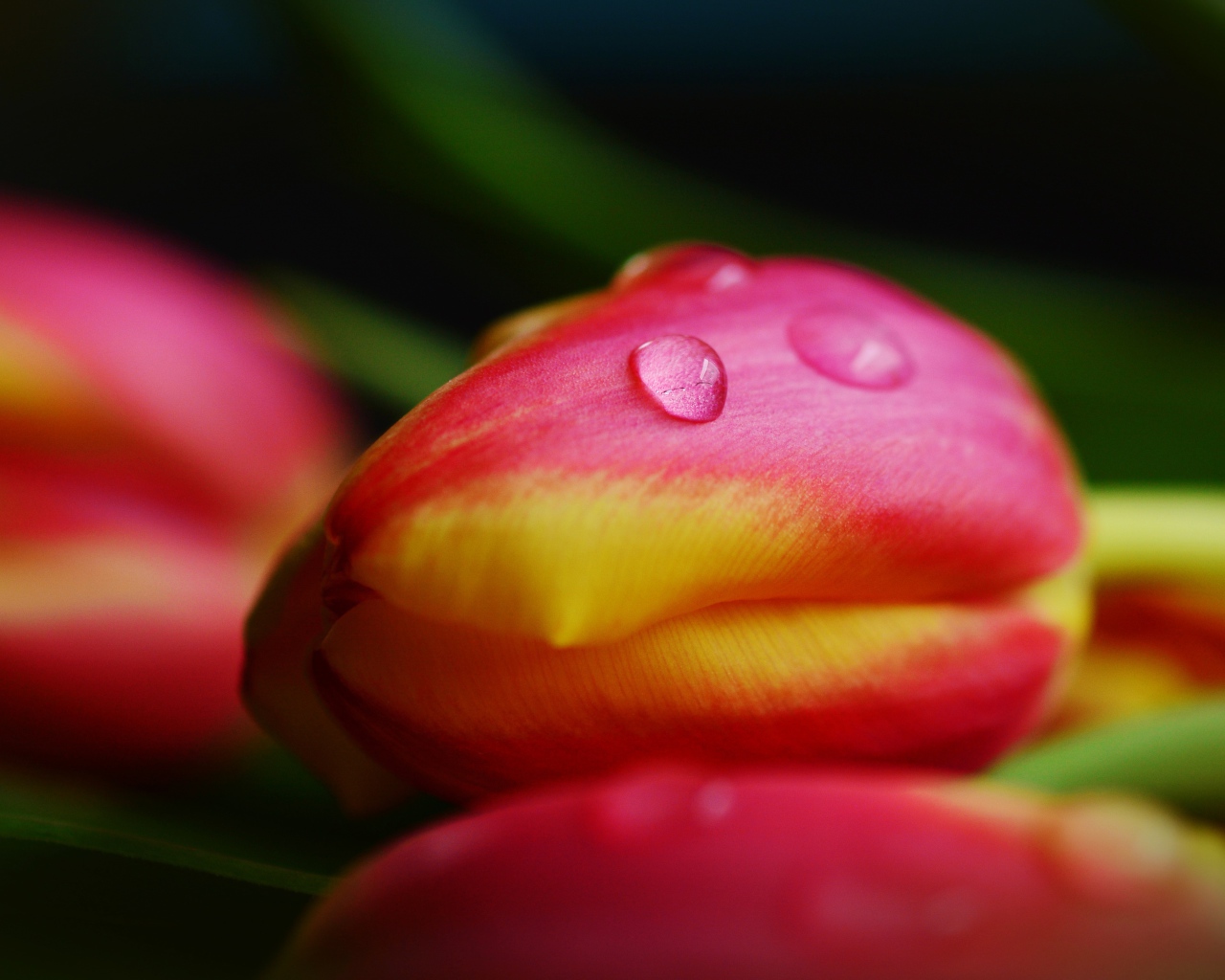 Хрупкие розовые тюльпаны в каплях росы