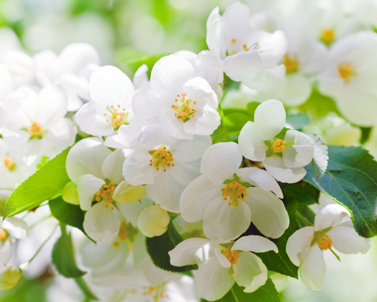 Ароматные белые цветы жасмина крупным планом