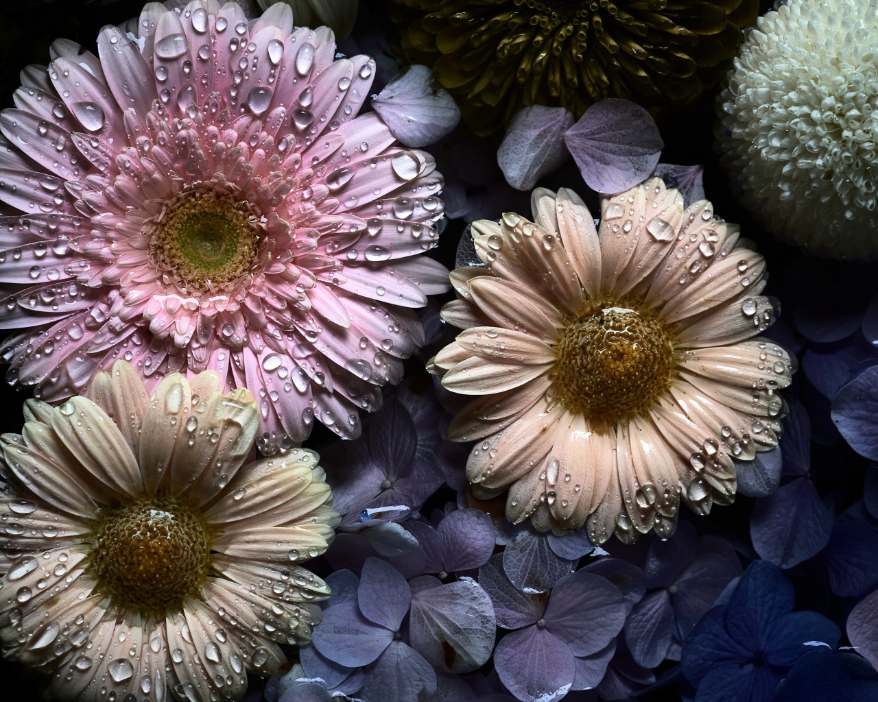 Цветы герберы и гортензии в каплях воды