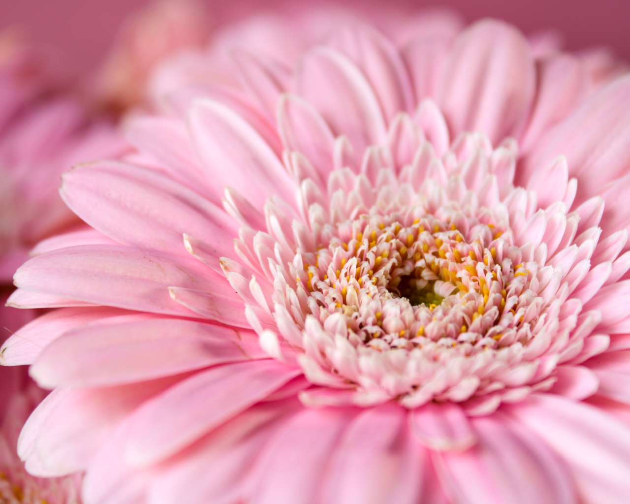 Цветок герберы с розовыми лепестками