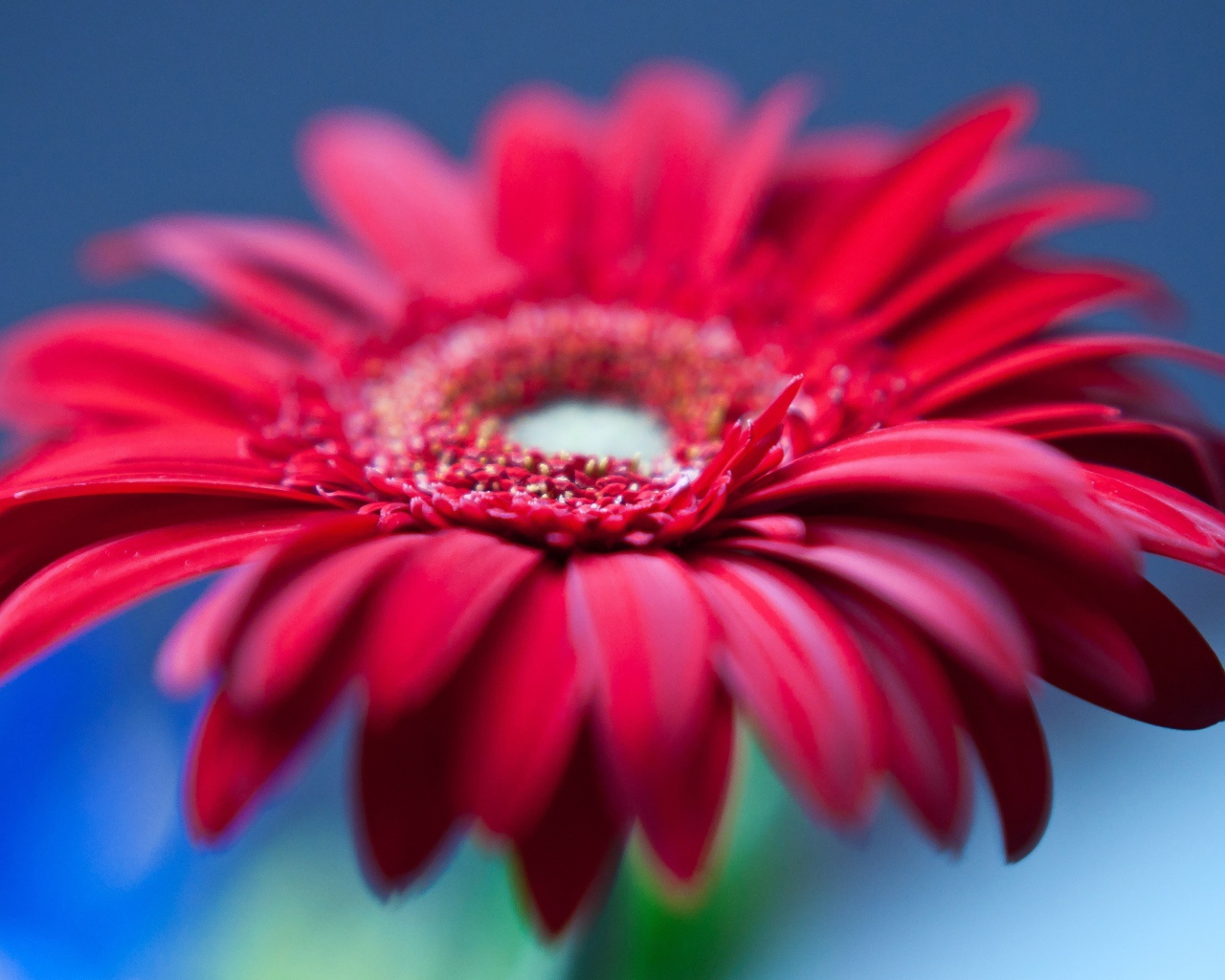 Цветок герберы с красными лепестками на голубом фоне