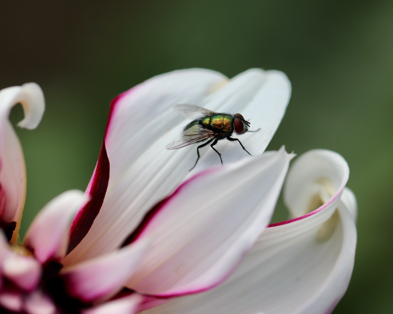Зеленая муха на лепестке  георгина 