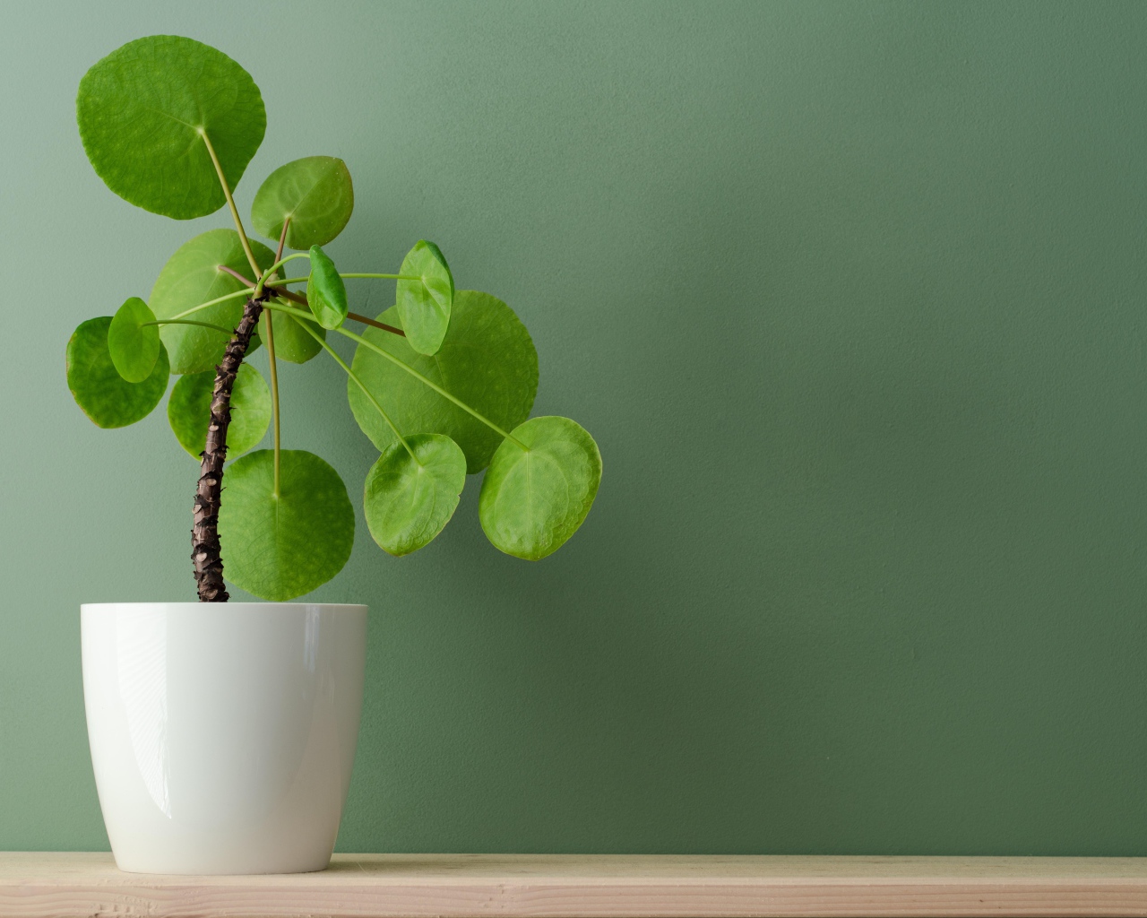 Комнатный цветок в белом горшке у стены