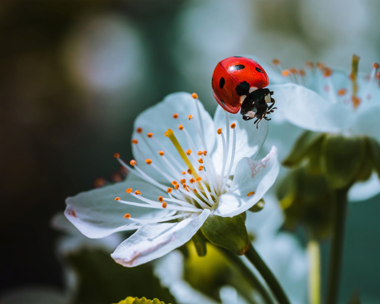 Божья коровка сидит на белых цветах вишни