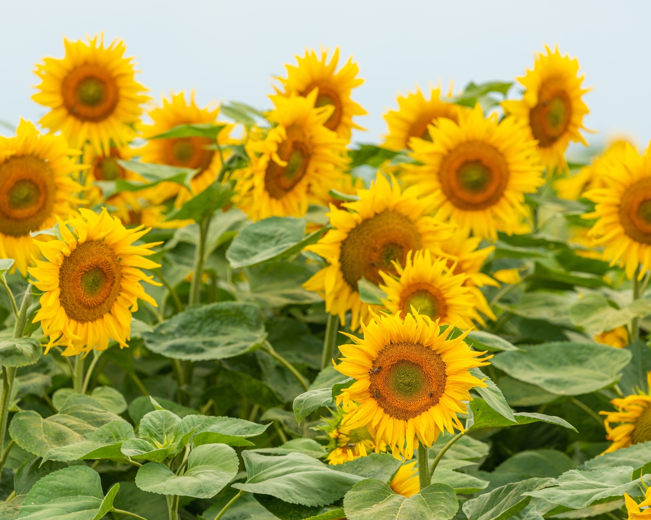 Большие цветущие подсолнухи с зелеными листьями летом на поле 