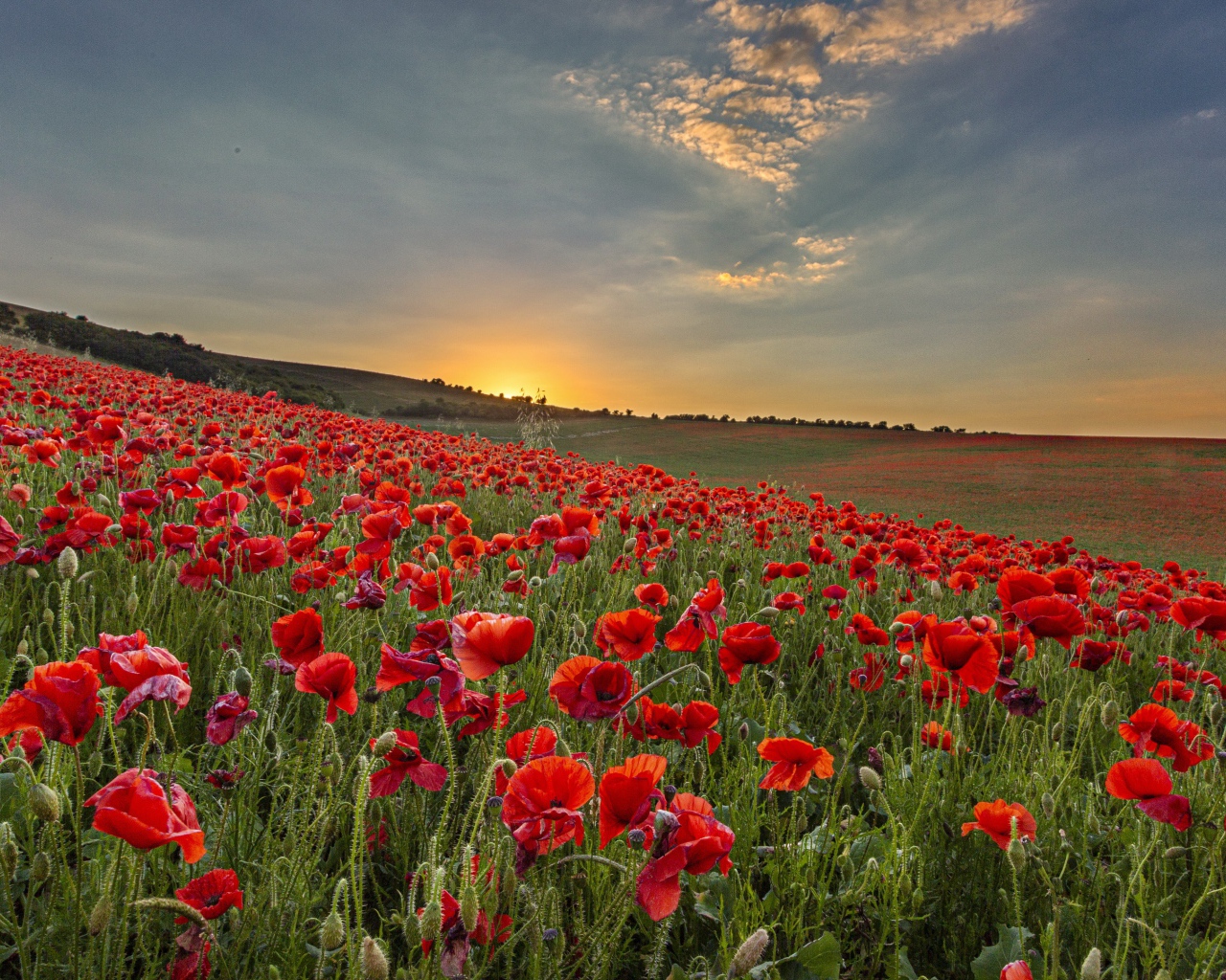Большое поле с красными маками на рассвете 