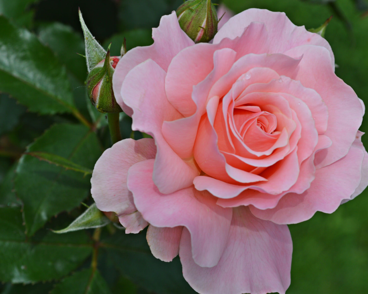 Большая розовая роза с бутонами на клумбе