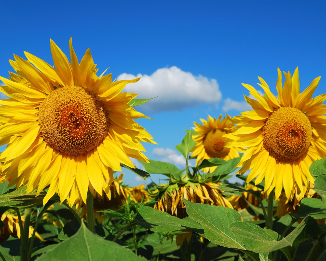 Большие желтые цветущие подсолнухи на поле 