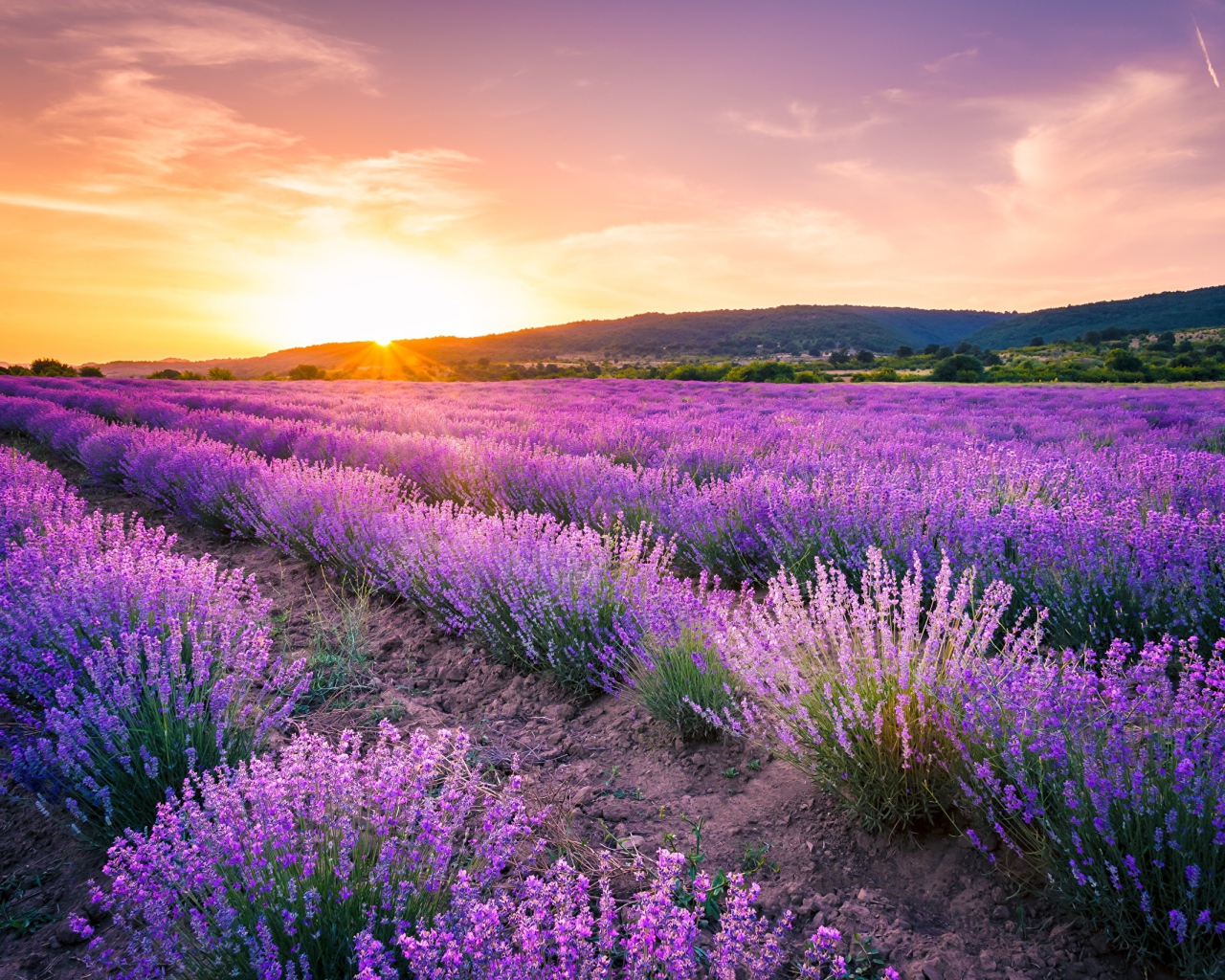 Лавандовое поле на фоне заката 