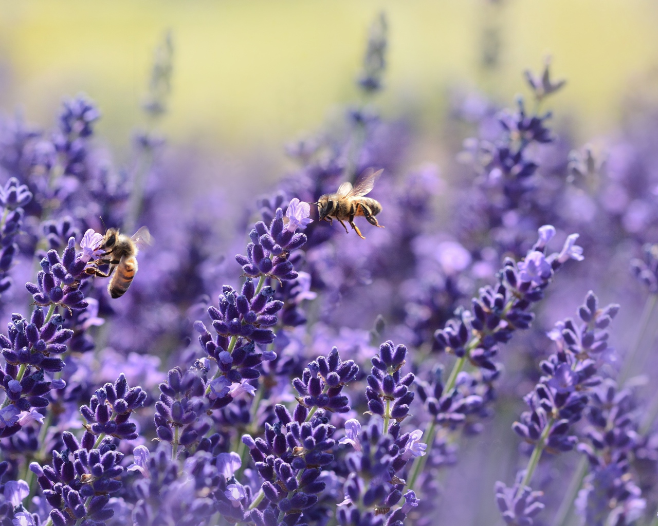 Сиреневые цветы лаванды с пчелами 