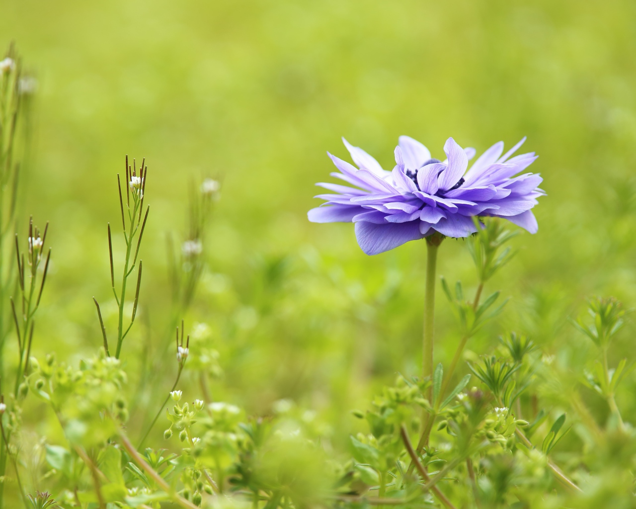 Сиреневый цветок Анемоне растет на поле в зеленой траве
