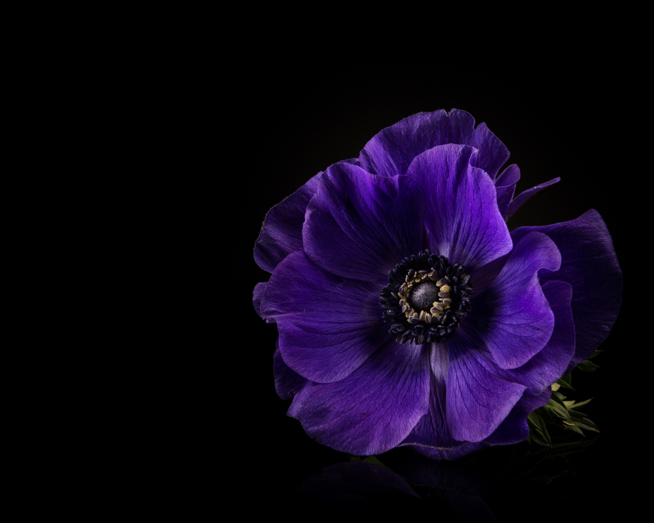 Сиреневый цветок анемона на черном фоне