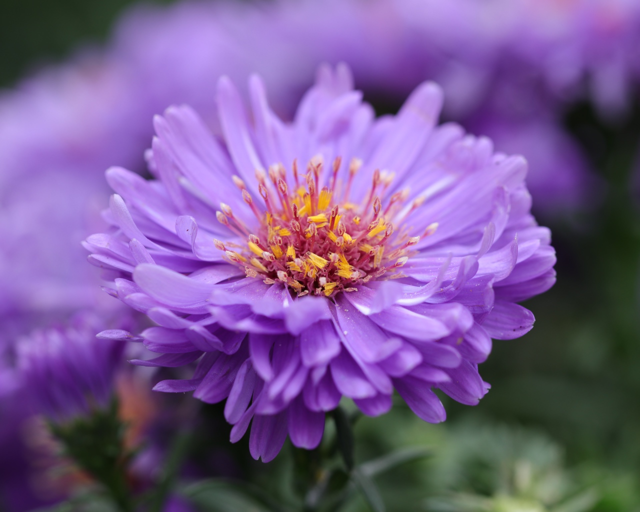 Сиреневый цветок астры крупным планом