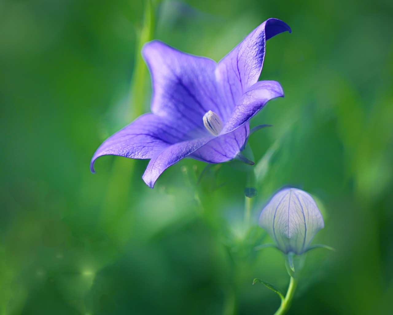 Сиреневый цветок колокольчика с бутоном на поле