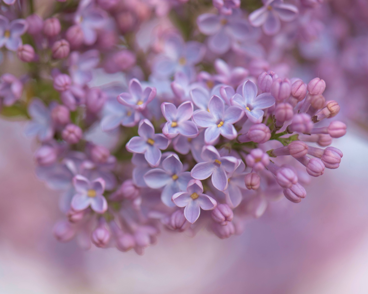 Ветка сирени крупным планом 