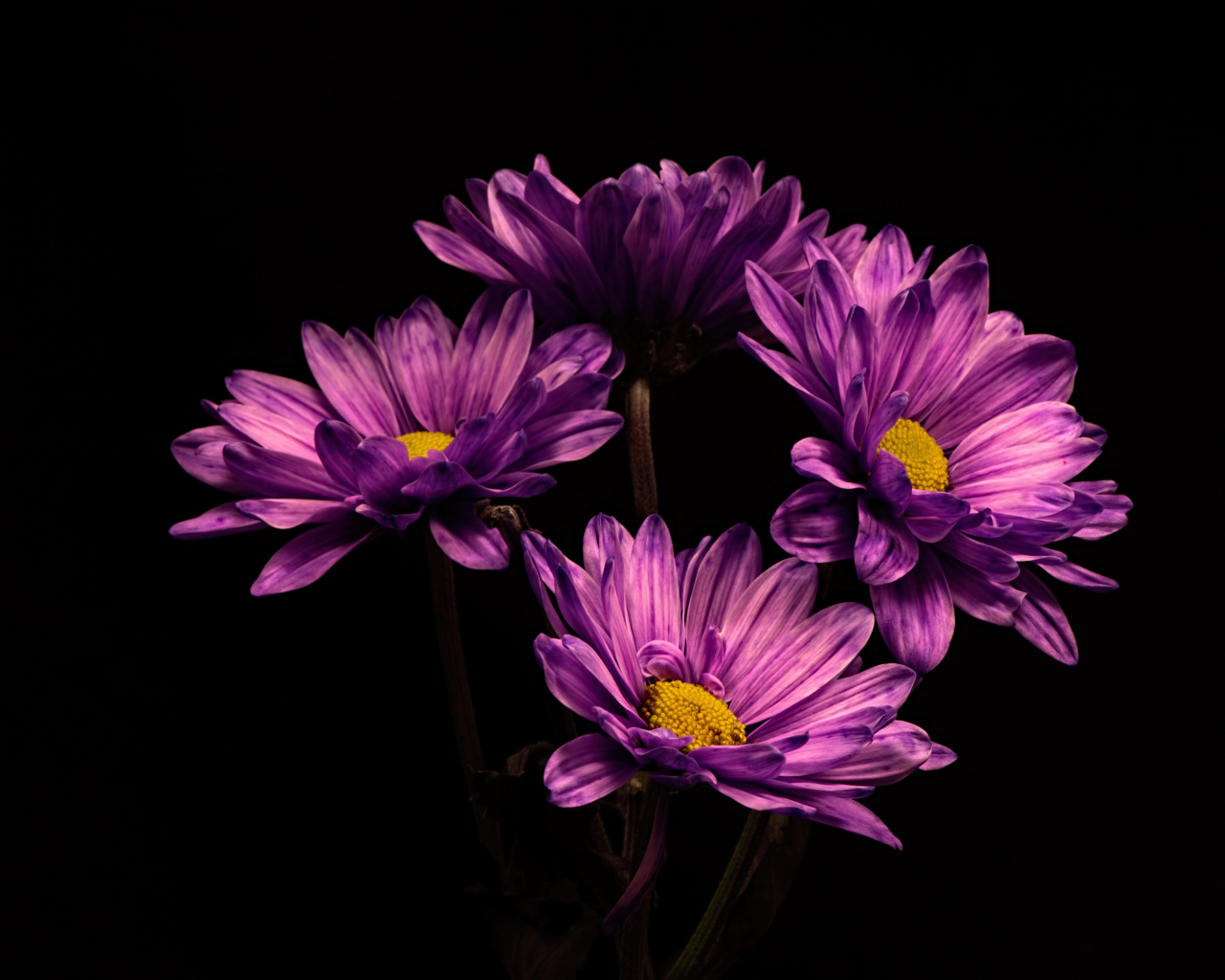 Сиреневый цветок хризантемы на черном фоне