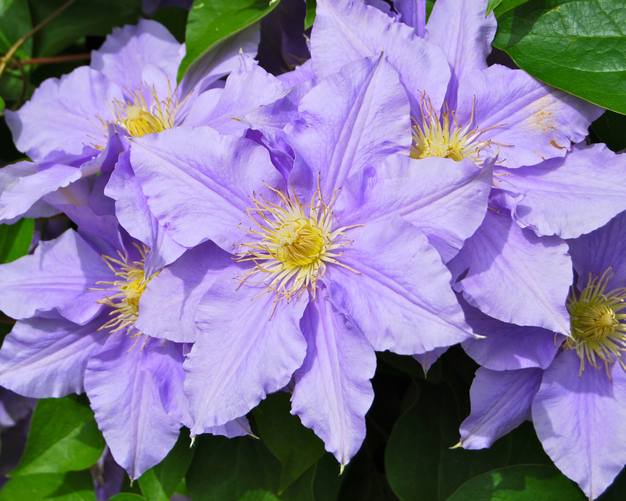 Сиреневые цветы клематиса с зелеными листьями