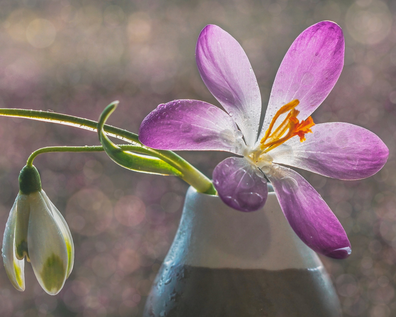 Сиреневый цветок крокуса в вазе с белым подснежником