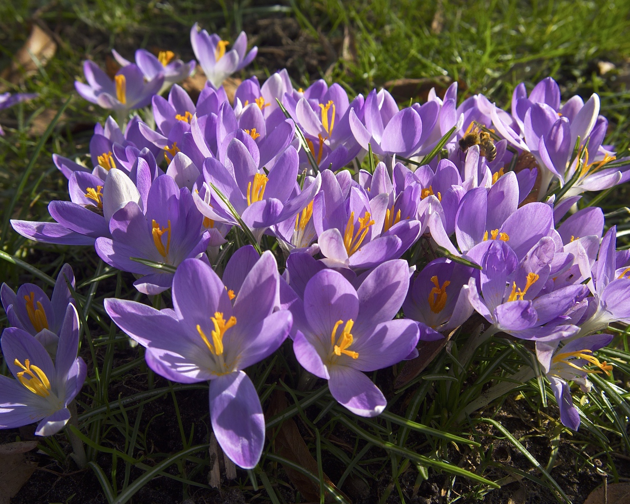 Сиреневые цветы крокуса в лучах солнца на зеленой траве 
