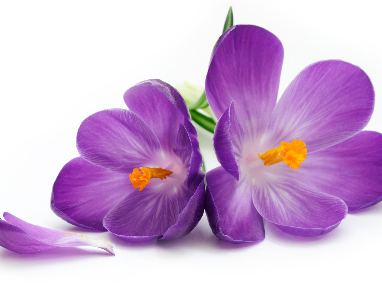 Сиреневые крокусы на белом фоне крупным планом