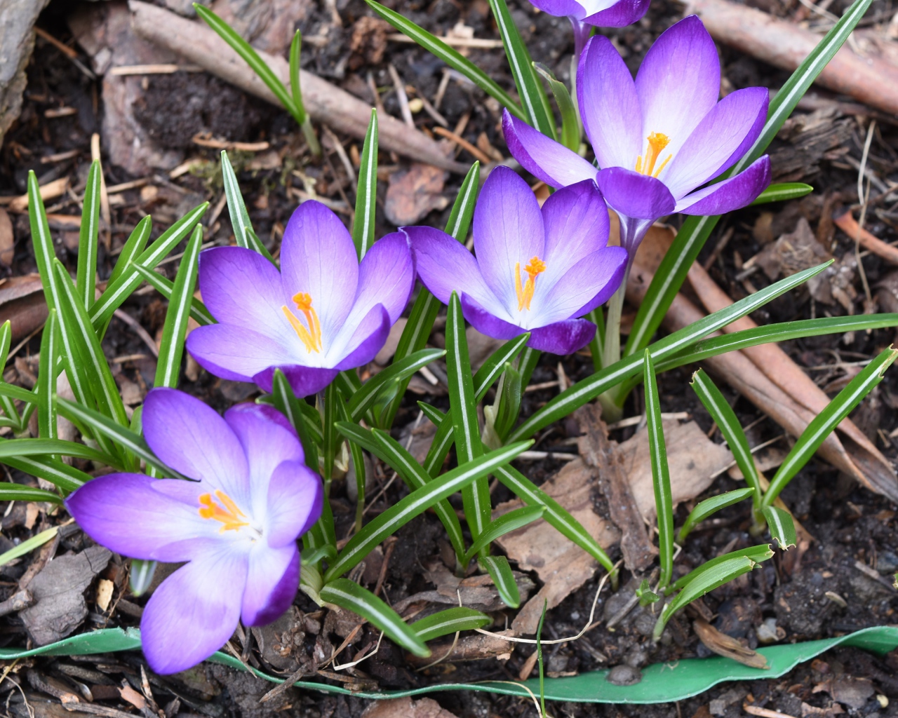 Сиреневые крокусы с зелеными листьями на земле