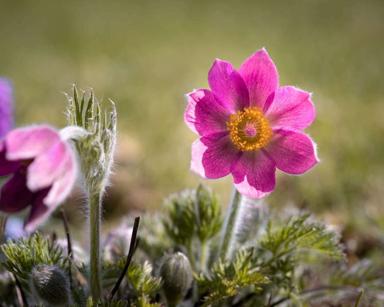 Сиреневый цветок прострел с бутонами на поле 