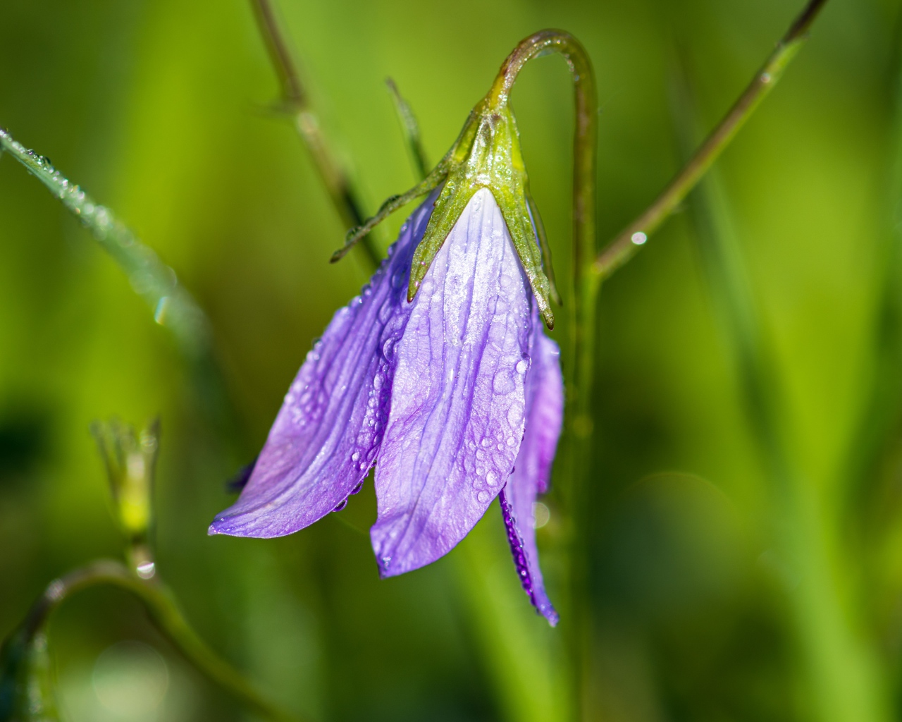 Сиреневый цветок колокольчик в каплях росы