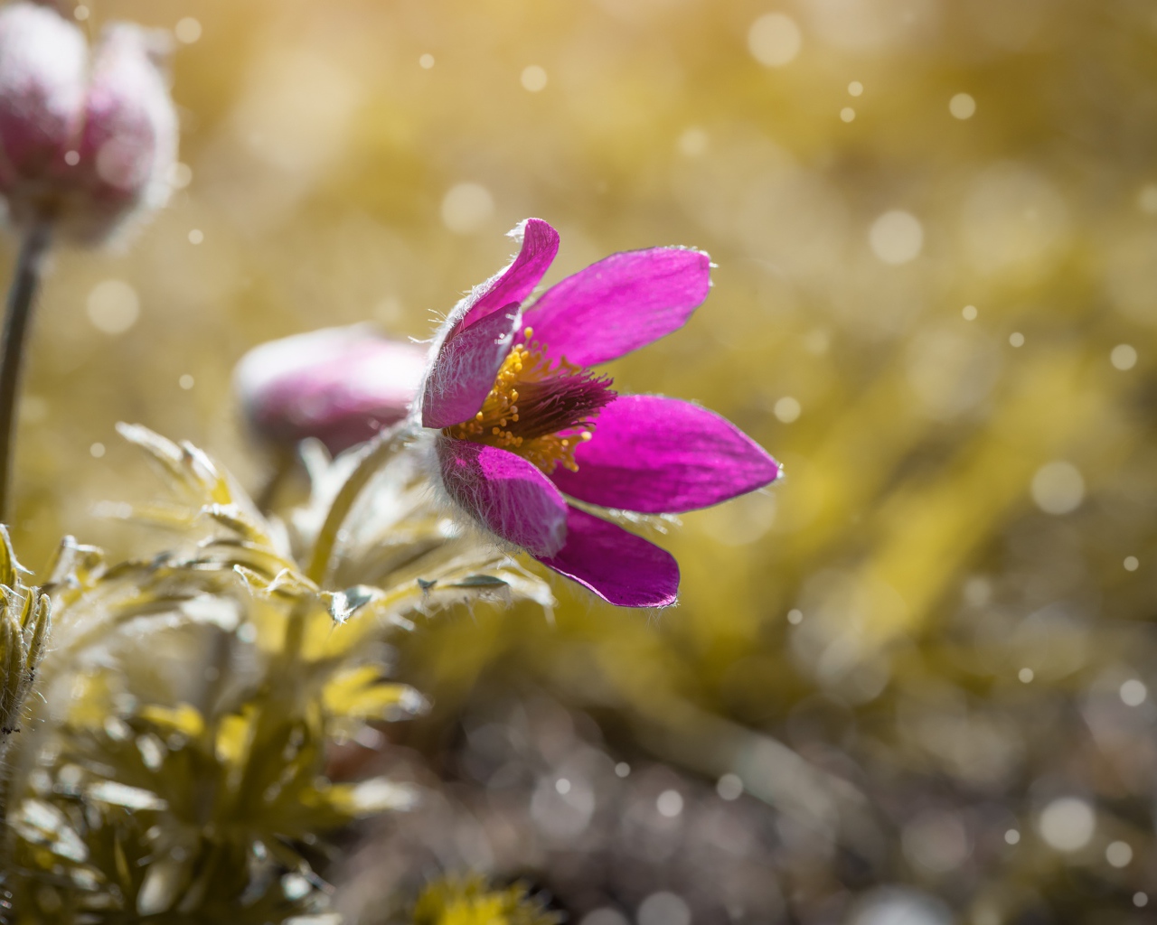 Сиреневый цветок прострела в поле 