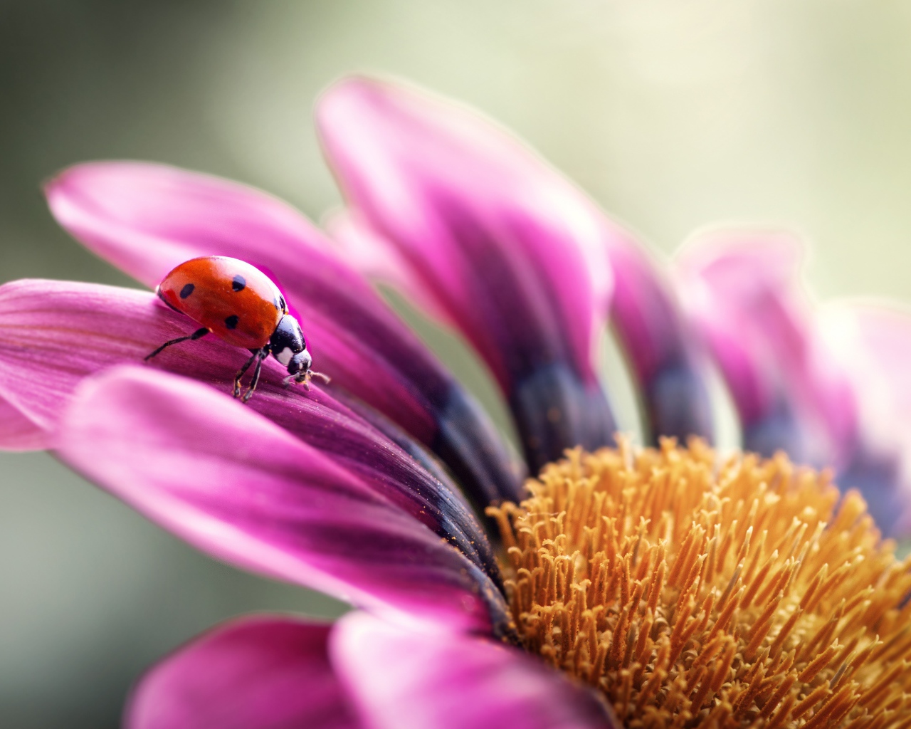 Сиреневый цветок остеоспермум с божьей коровкой на лепестке 