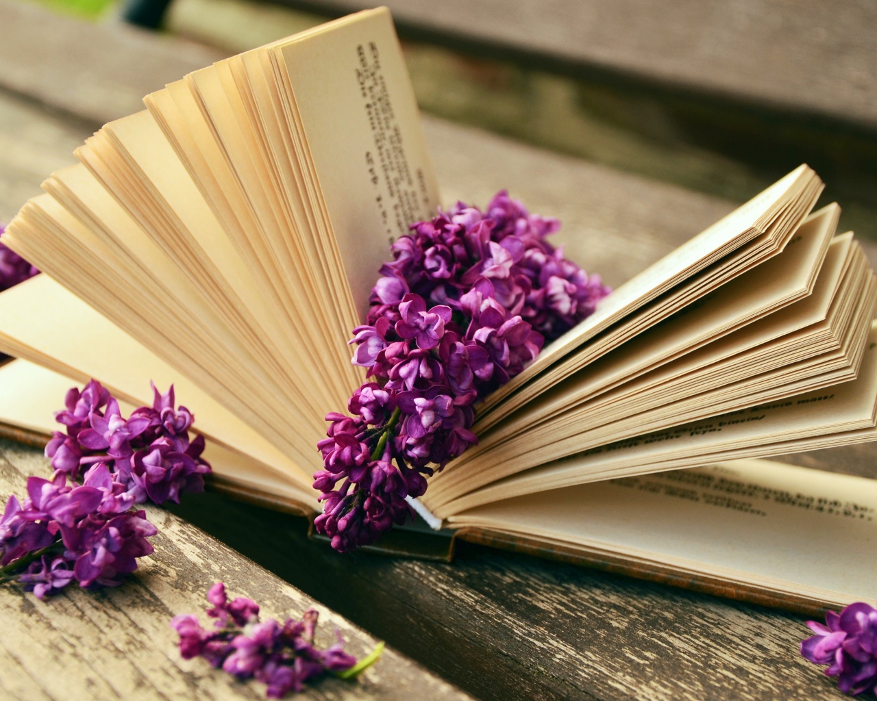 Цветы сирени лежат на книге на лавке 
