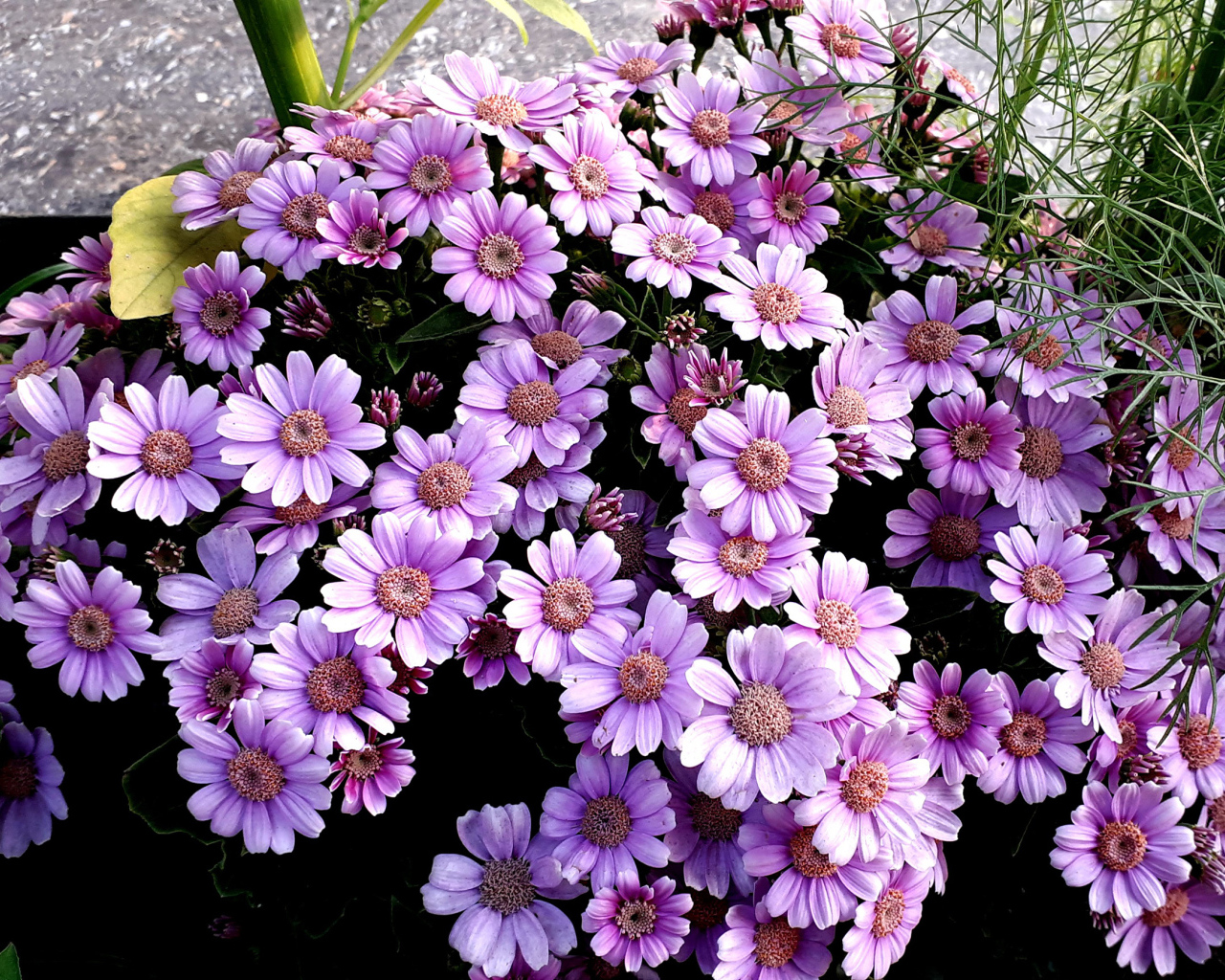 Сиреневые цветы цинерария в кашпо 