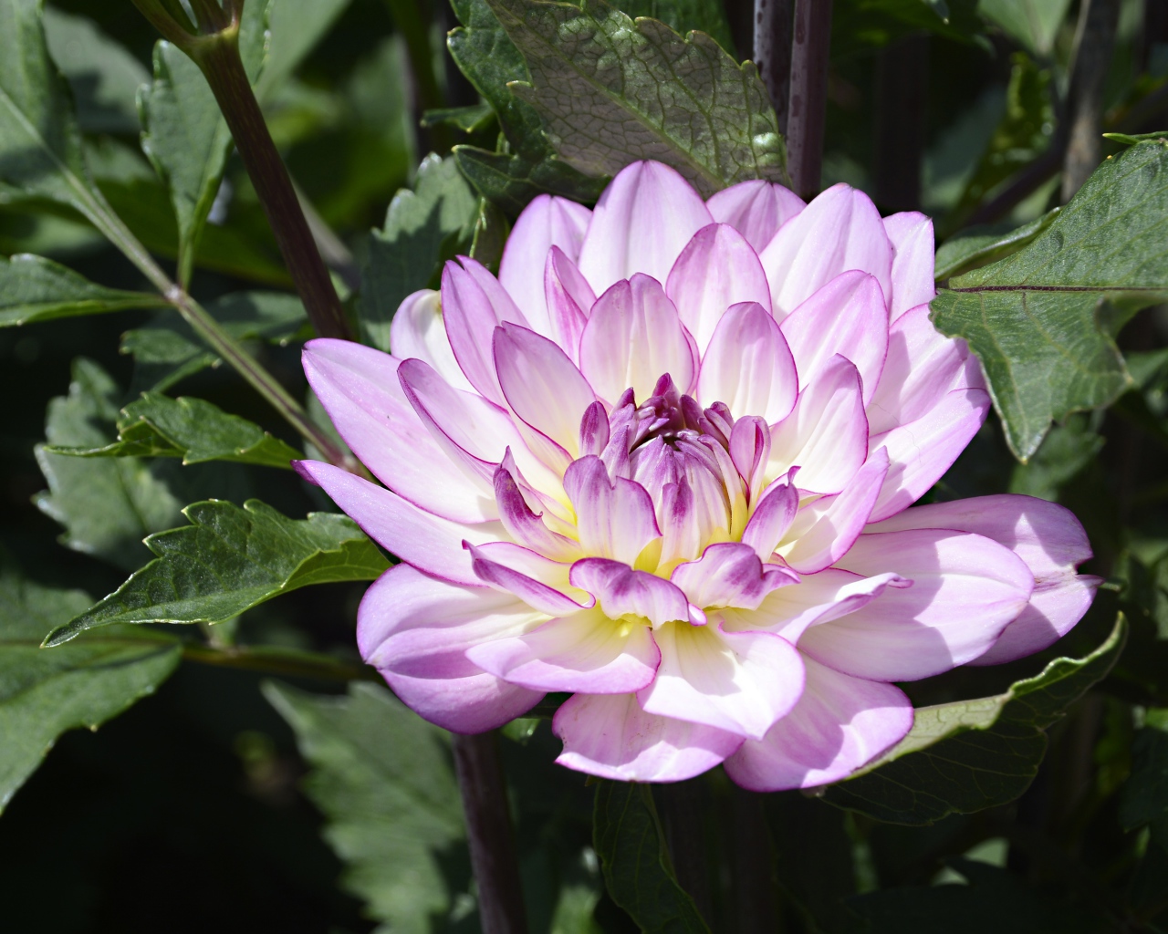 Сиреневый цветок садовой георгины в зеленых листьях 